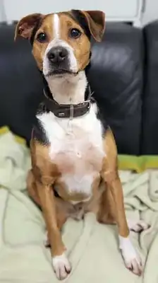 Aro – Appenzeller Sennenhund – Bild 13