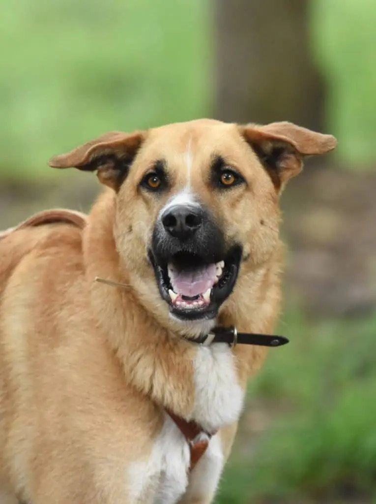 Lando -  - Bild 1