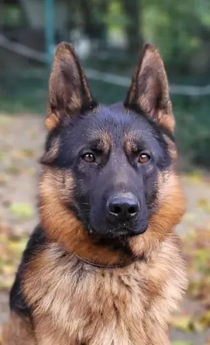 Jonny - Deutscher Schäferhund - Bild 1