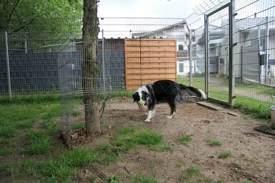 Mogli - Australian Shepherd - Bild 5