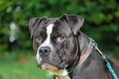Pablo – Hund – Bild 2
