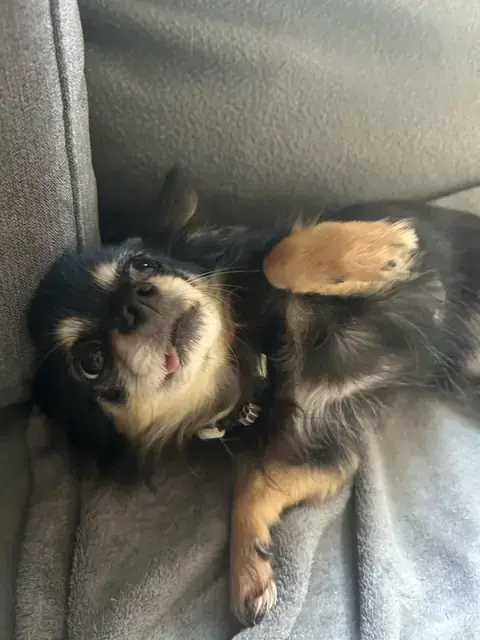 Cora - Chihuahua - Bild 1