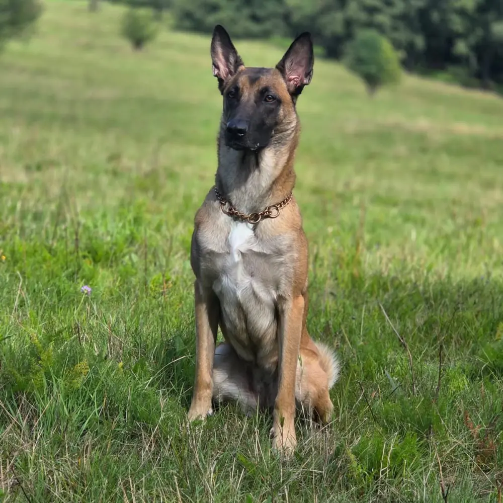 Skadi -  - Bild 4