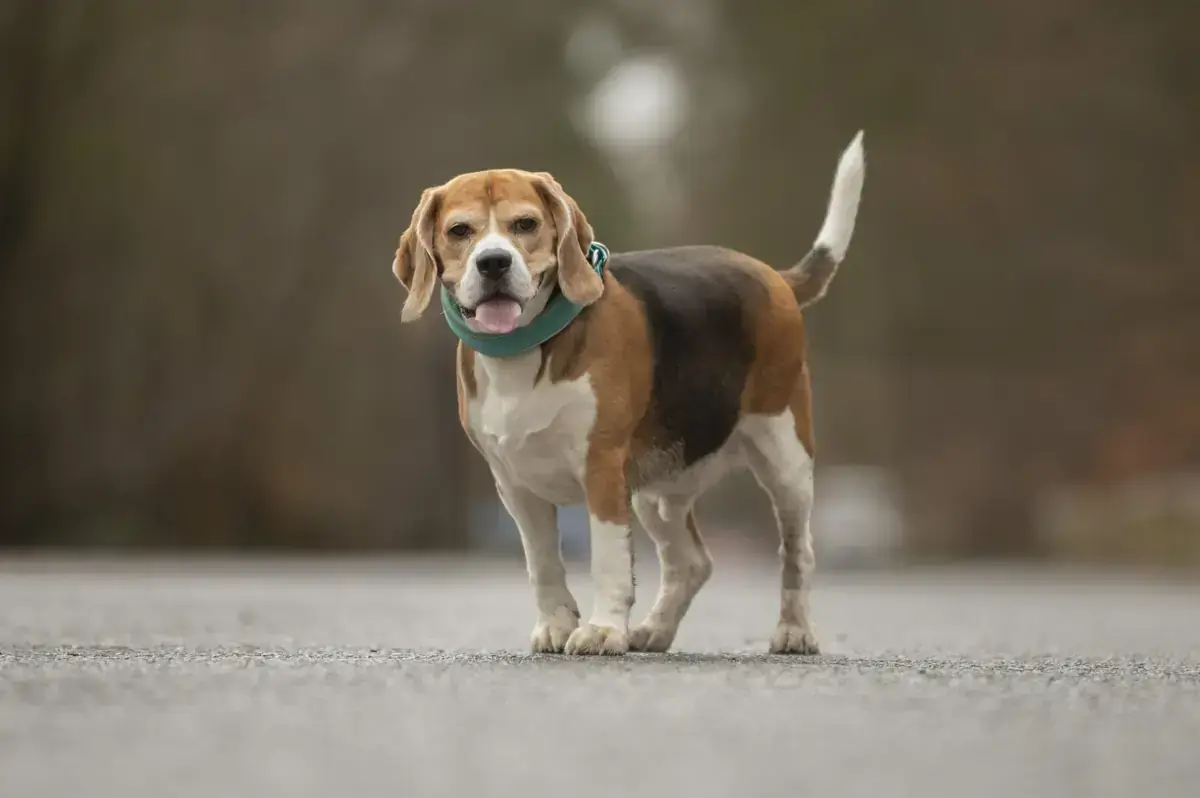 Taco - Beagle - Bild 3