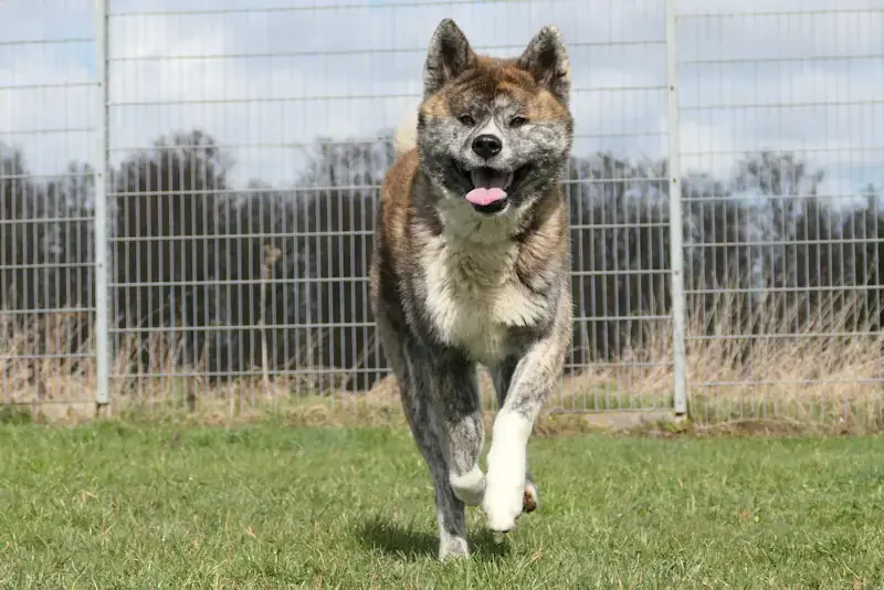 Ayuba - Akita - Bild 1