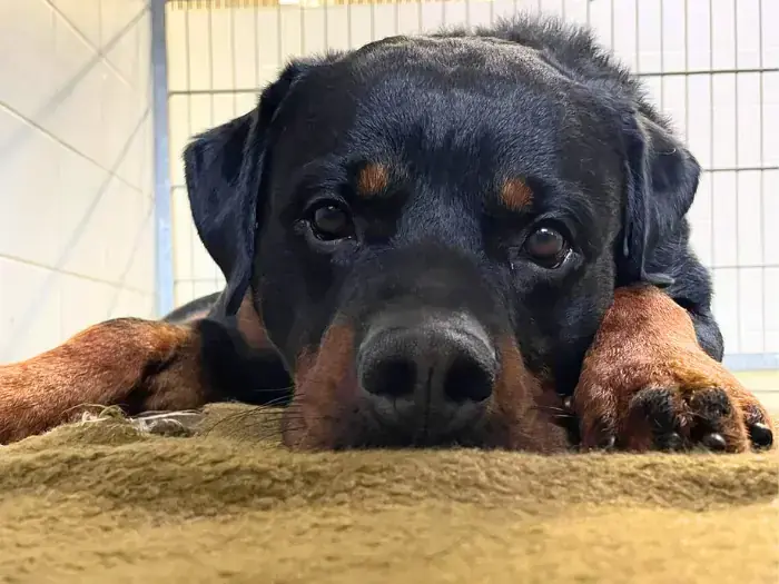 Han Solo - Rottweiler - Bild 3
