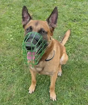 Khay – Belgischer Schäferhund – Bild 3