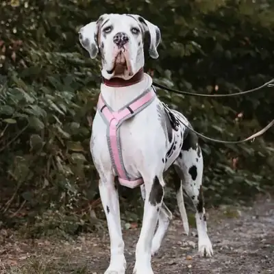 Nene – Hund – Bild 3