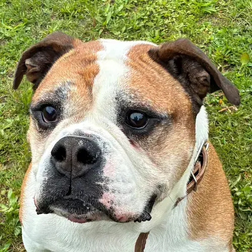 Mix Rufus