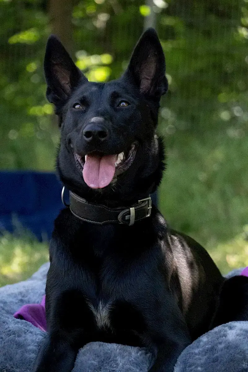 Greta - Deutscher Schäferhund - Bild 4