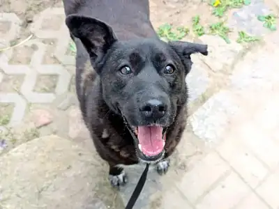 Shorty – Hund – Bild 3