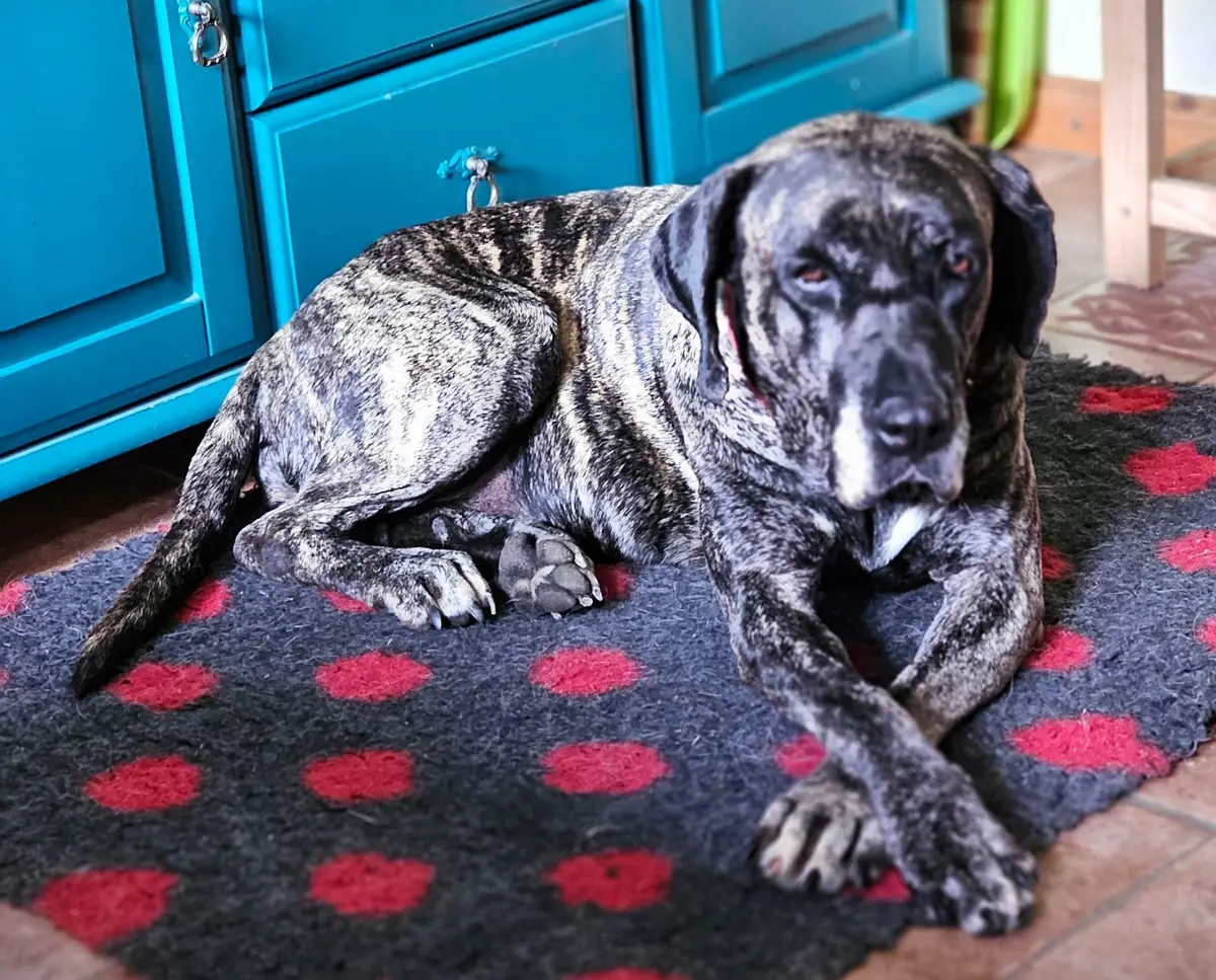 Olivia - Dogo Canario - Bild 11