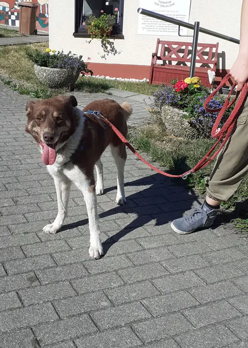 Nobby -  - Bild 8