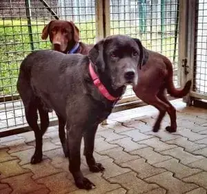 Labrador Retriever-Mix Terry