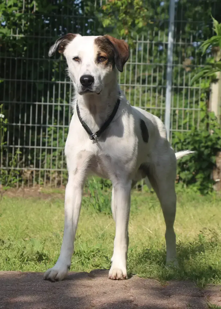 Benny -  - Bild 4