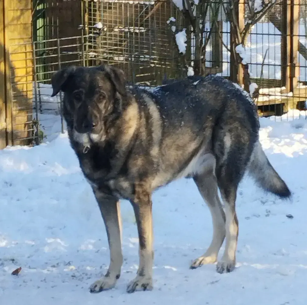 Teddybär -  - Bild 1