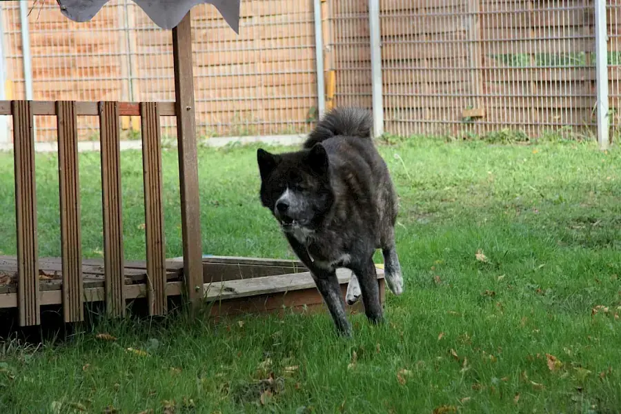 Thor - Akita - Bild 5