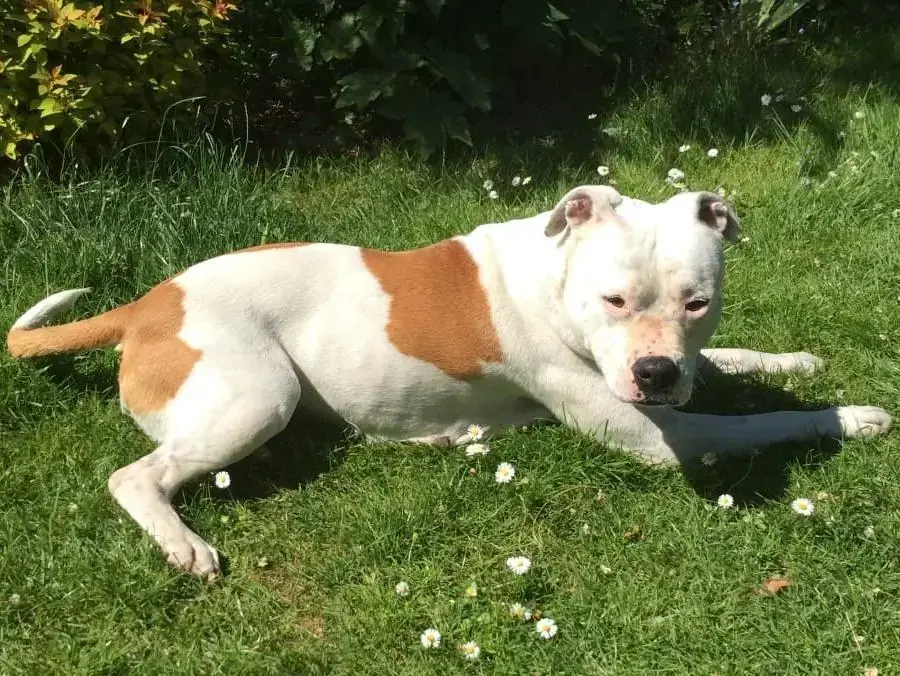 Püppi - American Staffordshire Terrier - Bild 2