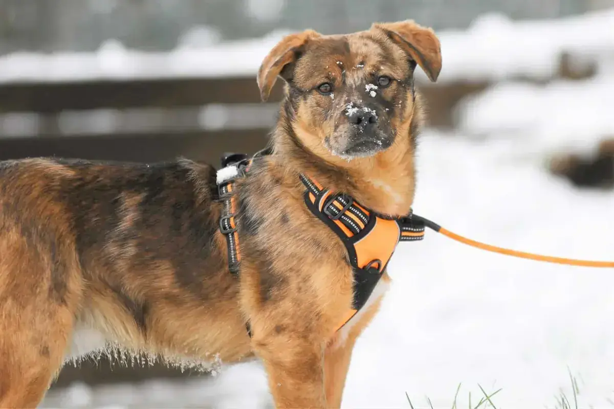 Helmut -  - Bild 10