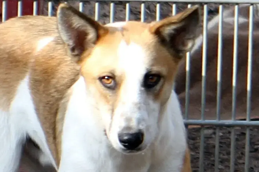 Dobi -  - Bild 2