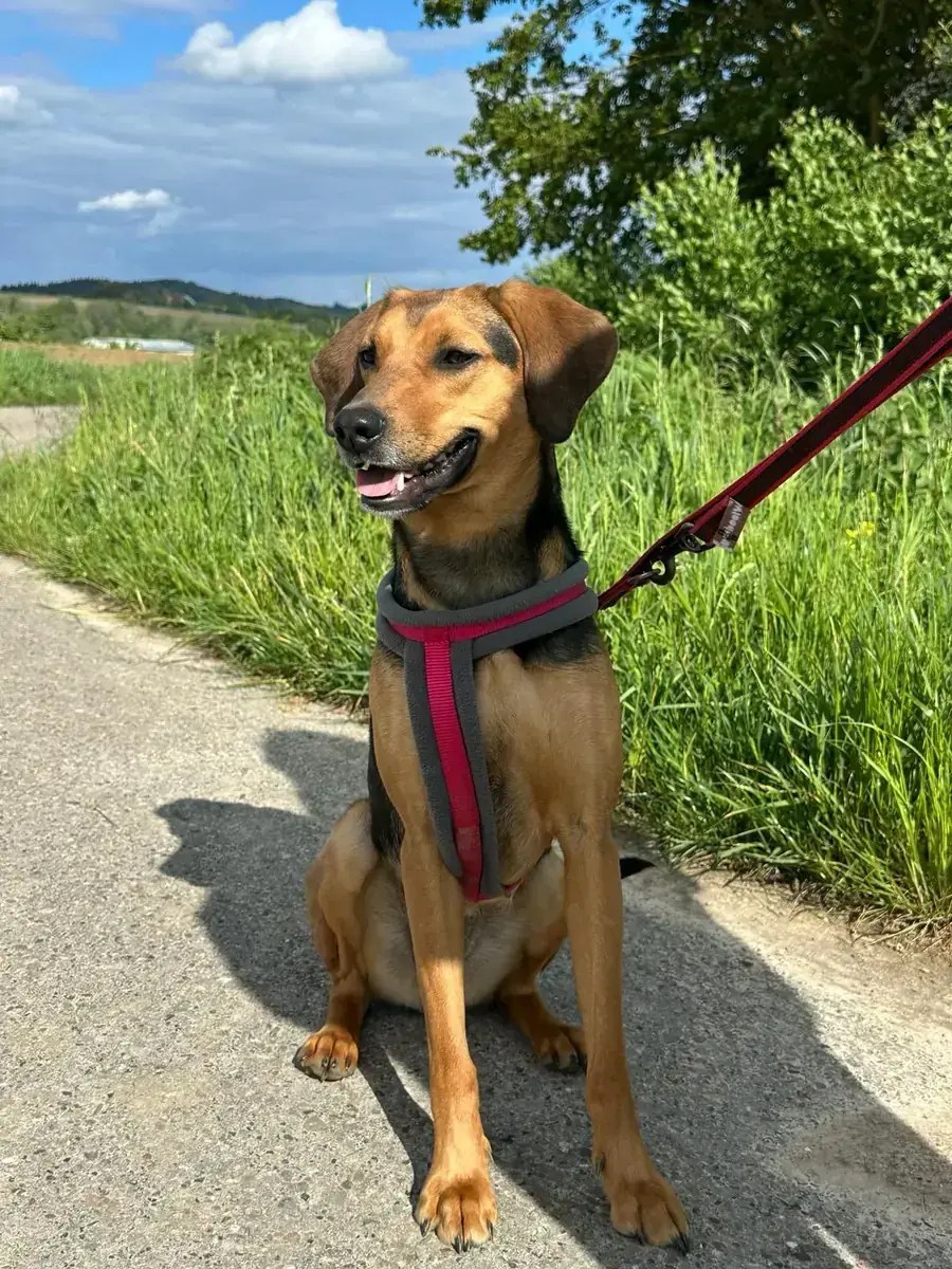 Mix Daisy