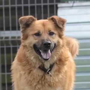 Basti - Chow-Chow - Bild 1