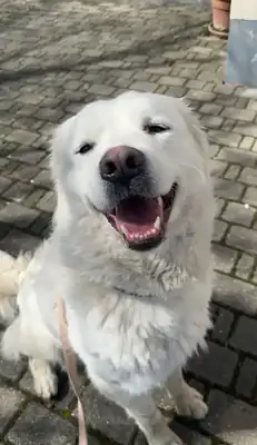 Betty – Deutscher Schäferhund – Bild 3