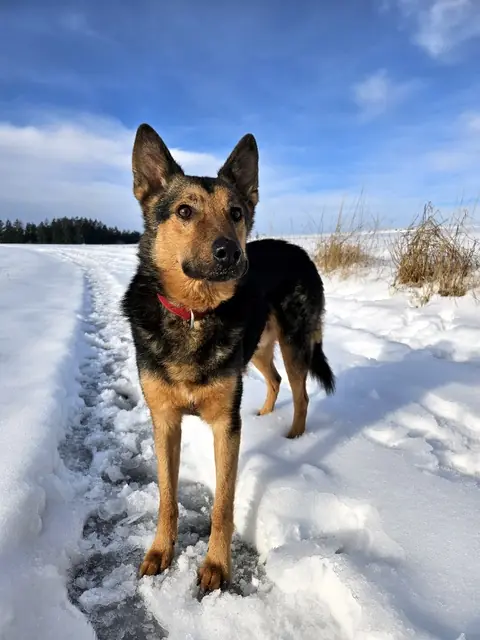 Lando -  - Bild 1