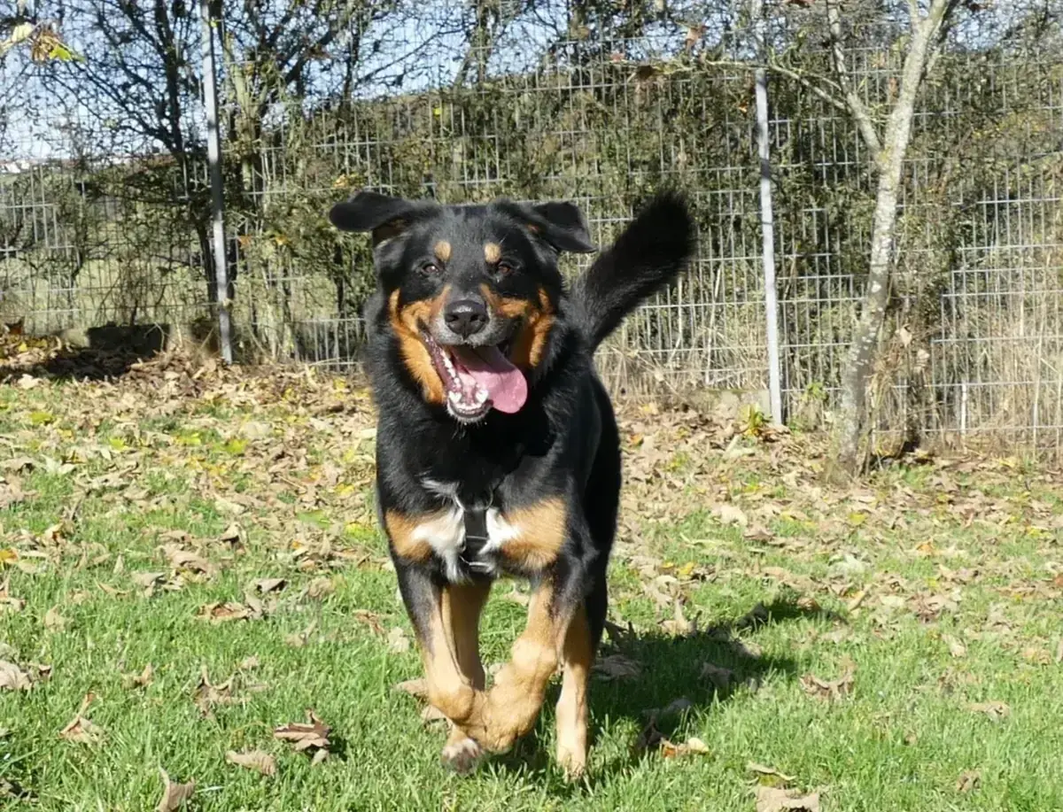 Nero -  - Bild 1