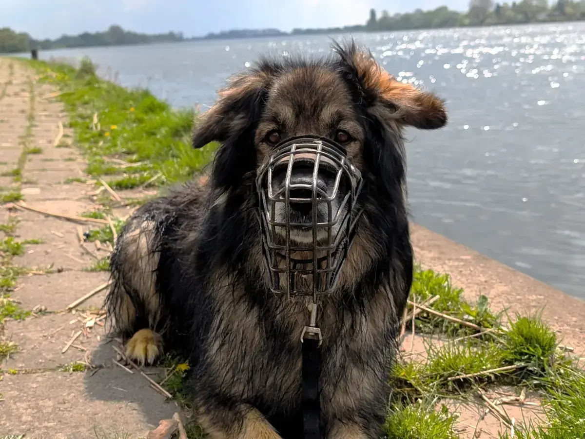 Baloo - Deutscher Schäferhund - Bild 1