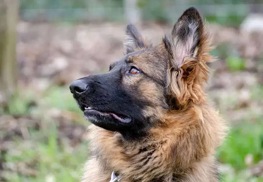 Henry - Deutscher Schäferhund - Bild 6