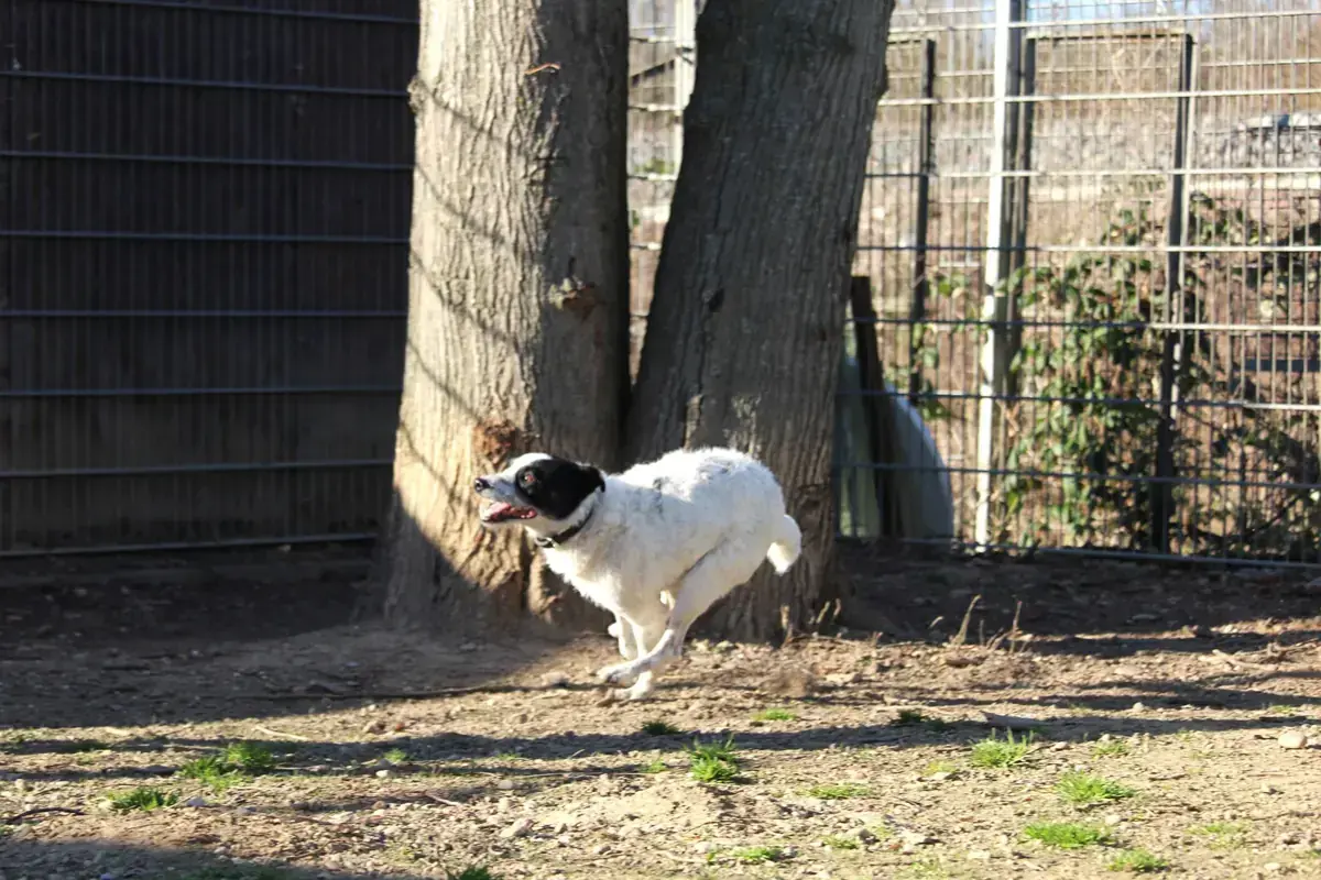 Strolch -  - Bild 11