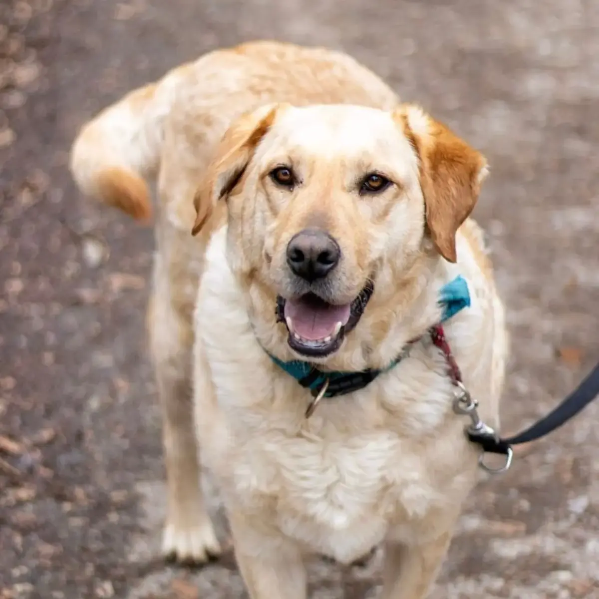 Dudley - Labrador Retriever - Bild 1