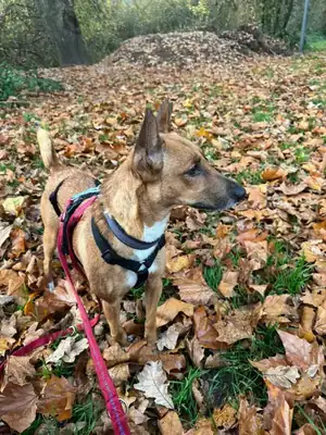 Layla – Mischling – Bild 3