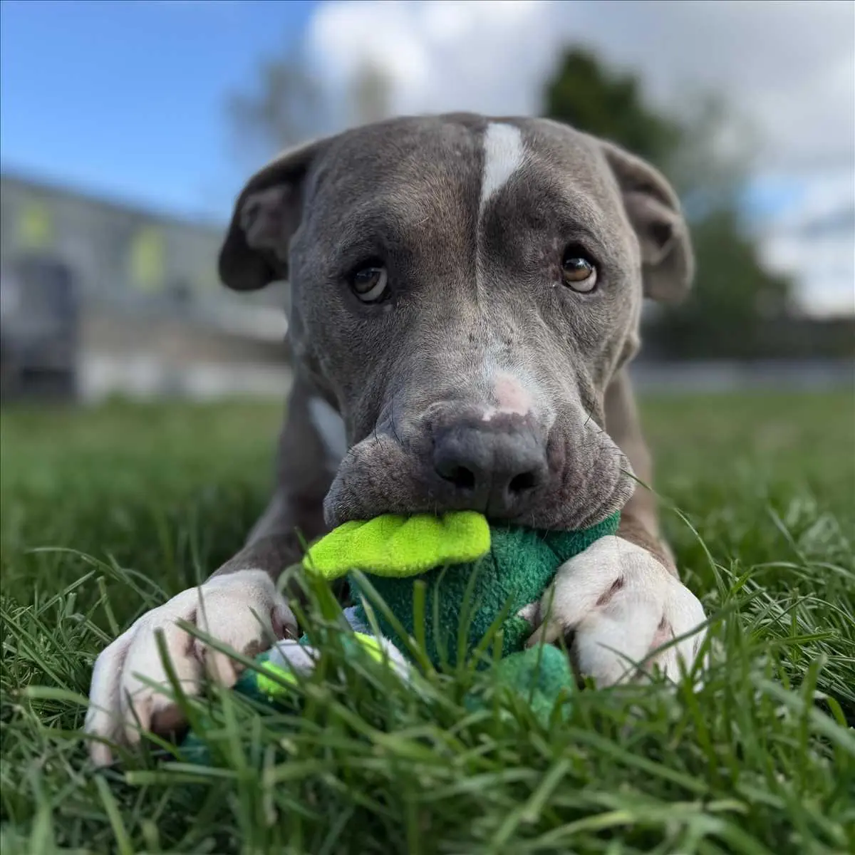 OTTO - American Staffordshire Terrier - Bild 2
