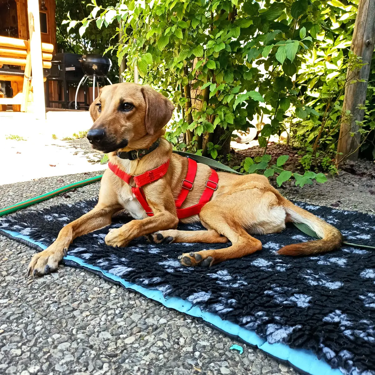 Luigi -  - Bild 3