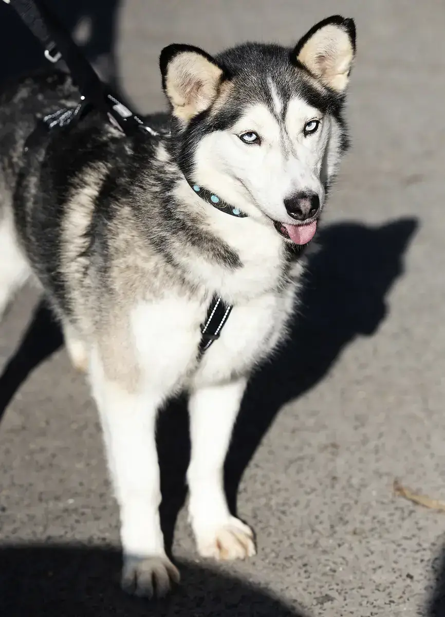 Siberian Husky-Mix Keta