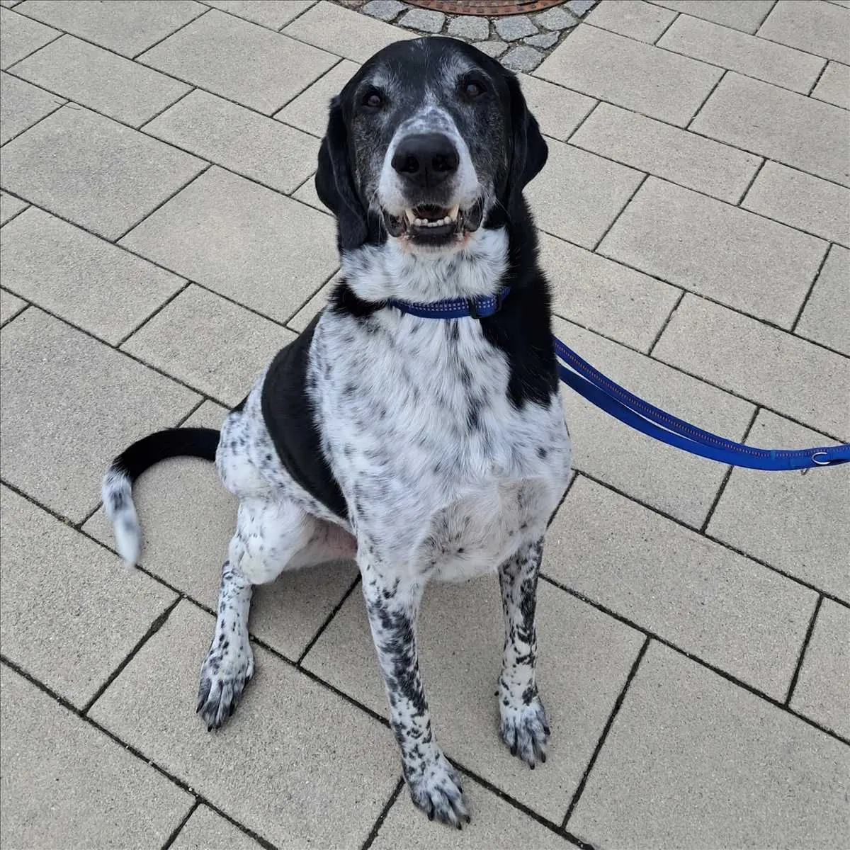 Basti - Deutsche Dogge - Bild 2