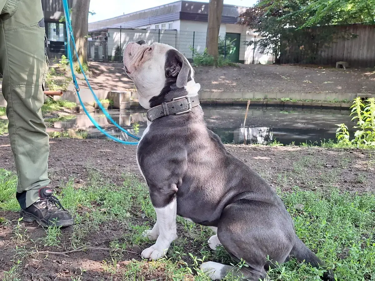 Eddy - Englische Bulldogge - Bild 6