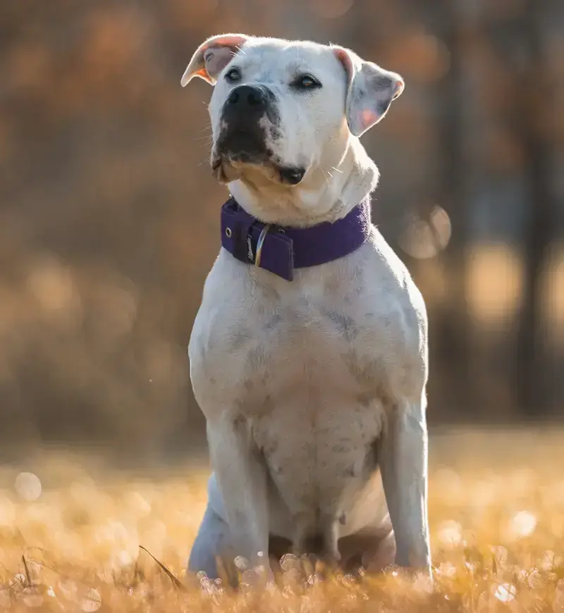 Dogo Argentino-Mix Senta