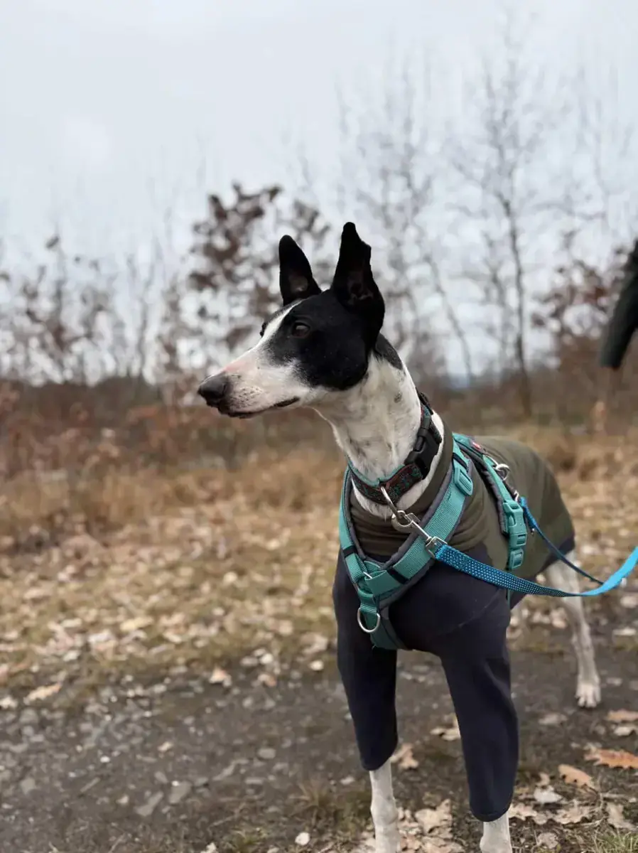 Faraon - Galgo Español - Bild 2