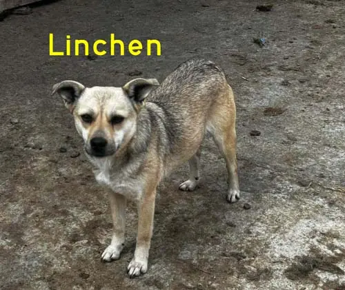 Linchen -  - Bild 27