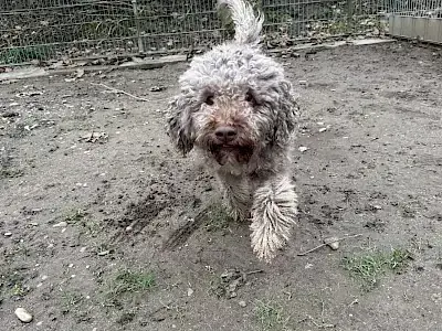 Lagotto Romagnolo Julien