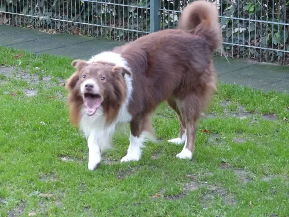 Rocko -  - Bild 6