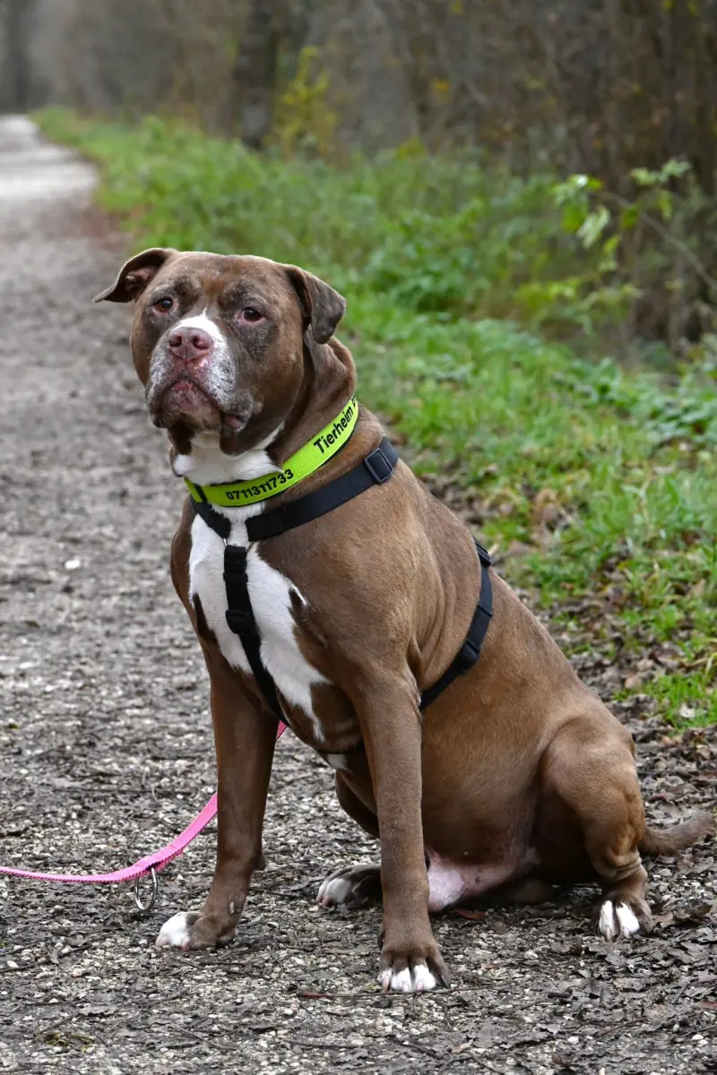 Gizmo - American Staffordshire Terrier - Bild 4