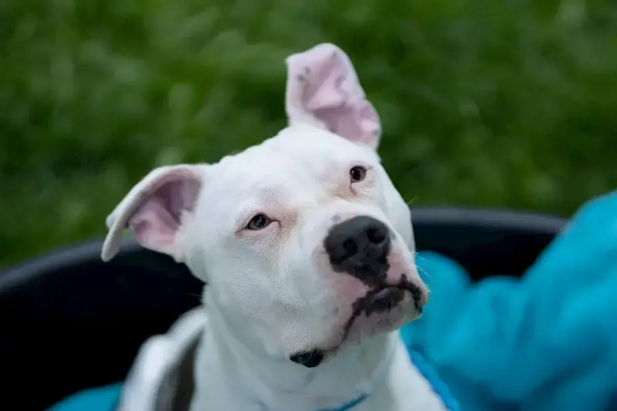 Apollo - American Staffordshire Terrier - Bild 18