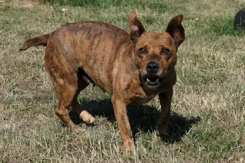 Minja - Jack Russell Terrier - Bild 1