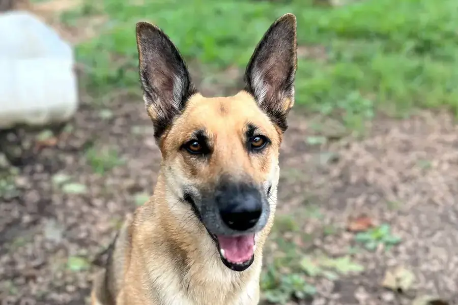 Belgischer Schäferhund-Mix Alice
