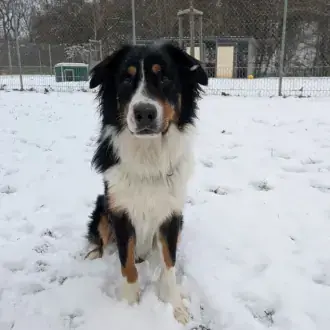 Samu - Australian Shepherd - Bild 3