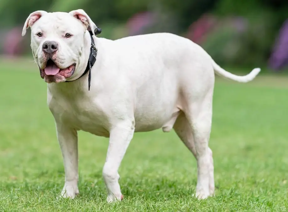 Togo - American Staffordshire Terrier - Bild 3